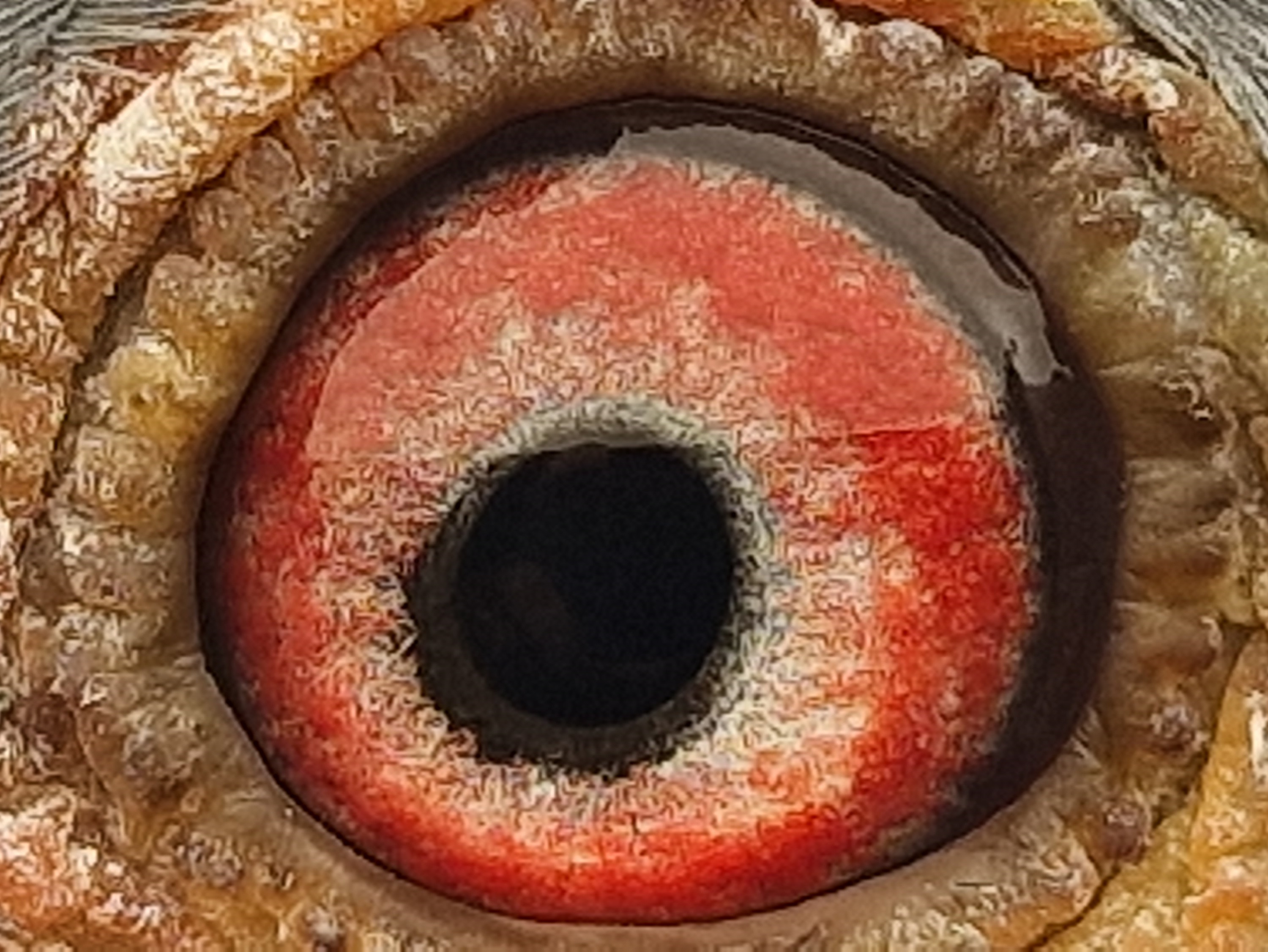 Pigeon eye
